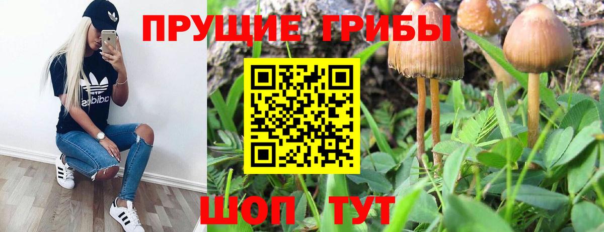 Галлюциногенные грибы Cubensis Курган